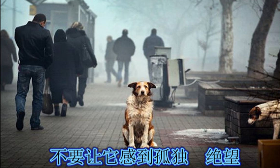武汉武汉爱影圈微博微信转发案例